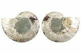 Cut & Polished Crystal-Filled Ammonite Fossil - Madagascar #364763-1